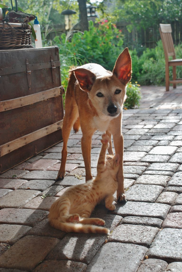 Rusty dog hunt and host