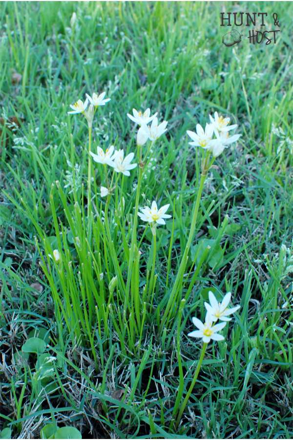 spring flowers