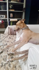 Six truths about adopting a greyhound. www.huntandhost.net