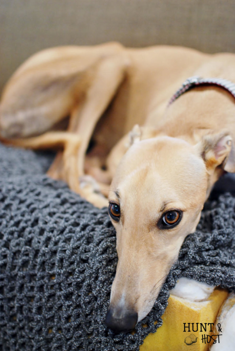Six truths about adopting a greyhound. www.huntandhost.net