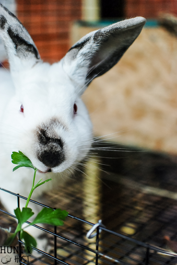 The tale of God's mercy told through Rudy the red eyed rabbit, our Christmas bunny
