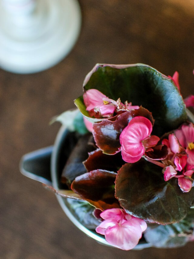 THRIFTED PLANTERS FOR SPRING