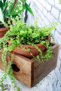 6 tips for successful container gardening. Want your patio to look straight out of a magazine? These tips will have you fixed up with realistic outcomes for your potted plants in no time!