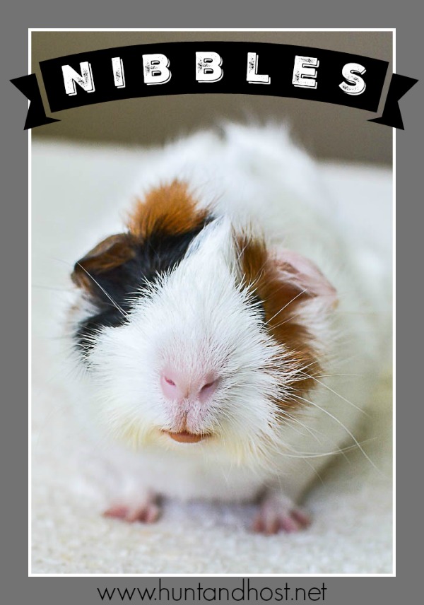 Meet the newest members of the farm, chickens and guinea pigs! We got a Cochin, Silkie, Americauana and Orpington plus two little guinea pig boys!