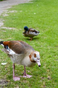 A trip in Amsterdam through pictures. See some fun things to do firsthand as we explore this canal city in The Netherlands through photos! Visit the Amsterdam Zoo, gardens, Hotel Dylan and a food tour through Albert Cuyp Market. There are tons of things to do in Amsterdam!