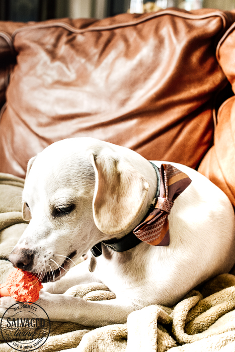 This dog bow tie DIY tutorial is special because we use vintage neckties for pet bow ties! Add some vintage style to your pooch's wardrobe with this easy bowtie tutorial! #dapperdog #dogbowtie #catbowtie #animalclothes #petaccessories #dogcollardiy #diypetaccessory