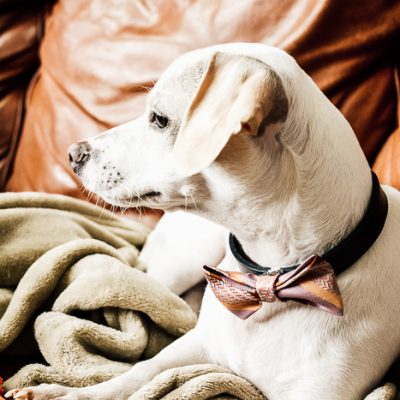 DIY Dog Bow Tie Tutorial