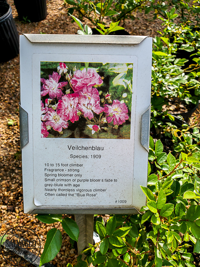 Take tour through the Antique Rose Emporium in Brenham, Texas and see the lovely gardens, wedding venue and inspirational views right here! #antiquerose #botaicalgarden #texasroadtrip #roundtop #roadtrip #daytrip #rosegarden