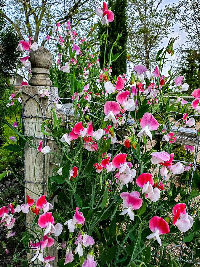 Take tour through the Antique Rose Emporium in Brenham, Texas and see the lovely gardens, wedding venue and inspirational views right here! #antiquerose #botaicalgarden #texasroadtrip #roundtop #roadtrip #daytrip #rosegarden