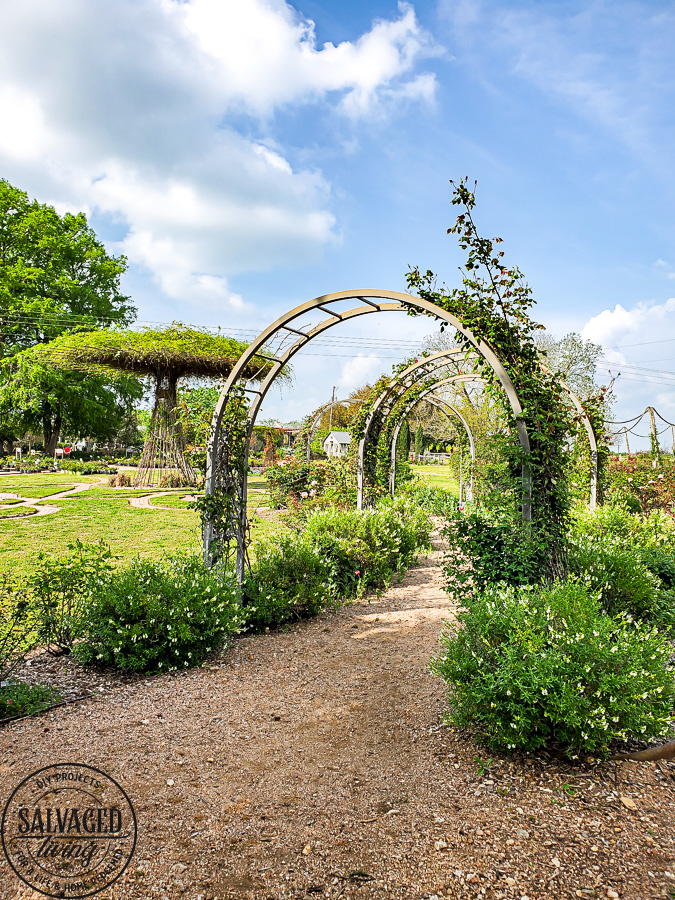 Take tour through the Antique Rose Emporium in Brenham, Texas and see the lovely gardens, wedding venue and inspirational views right here! #antiquerose #botaicalgarden #texasroadtrip #roundtop #roadtrip #daytrip #rosegarden