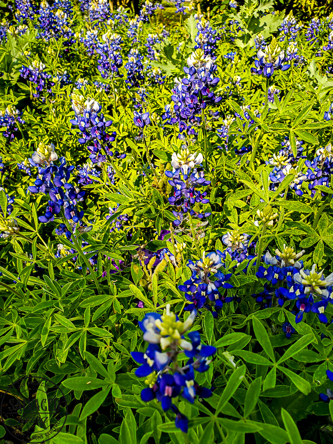 Take tour through the Antique Rose Emporium in Brenham, Texas and see the lovely gardens, wedding venue and inspirational views right here! #antiquerose #botaicalgarden #texasroadtrip #roundtop #roadtrip #daytrip #rosegarden