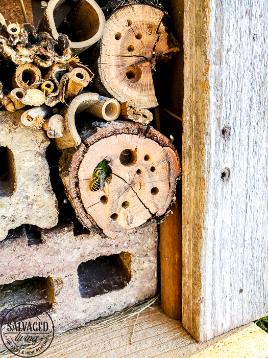 How to build a DIY bug house from scrap wood, perfect for a summer project with kids. Invite good bugs into your garden with this bug hotel, you will soon find solitary bees and insects taking up residence in your yard. #bughouse #savethebees #goodbugs #scrapwood #buildlikeagirl #gardenart #gardenproject #naturalgardencare