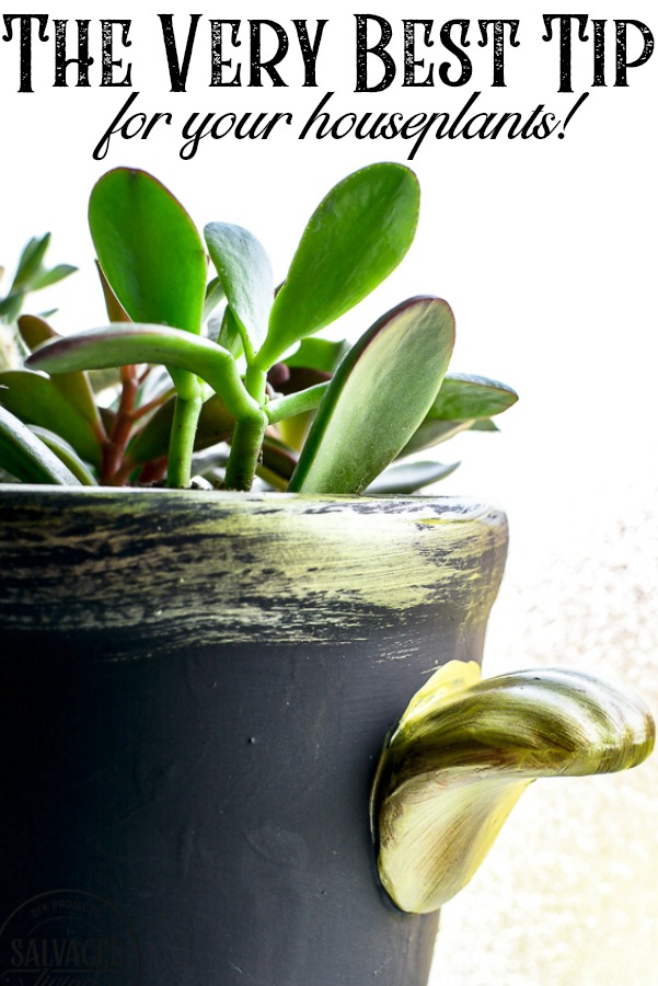 This simple tip will help you learn how to care for your indoor plants. Houseplant care can be hard, espceially learning how to water your plants. I have a plant saving tip you will want to try ASAP , perfect for the beginner plant lady. #plantlady #plantcaretips #watertips #easyplantcare #housplanttips 