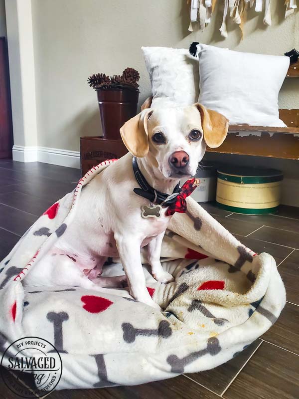 Learn how to make a DIY dig bed with a burrow blanket attached for your small dog. This is the most budget friendly dog bed you will find and my little dog loves to burrow and nest in the blanketed dog bed. #dogbedDIY #nesteddogbed #petburrowbed #DIYpetbed