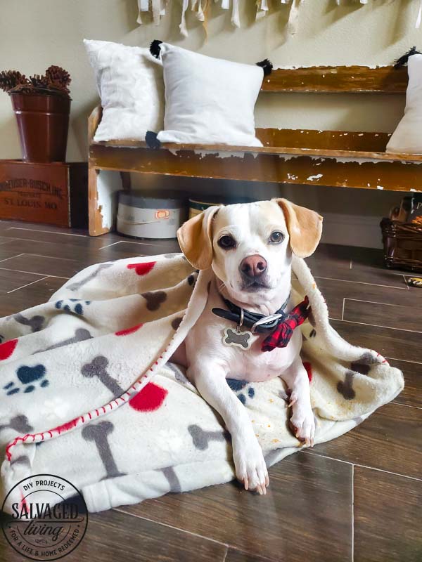 Learn how to make a DIY dig bed with a burrow blanket attached for your small dog. This is the most budget friendly dog bed you will find and my little dog loves to burrow and nest in the blanketed dog bed. #dogbedDIY #nesteddogbed #petburrowbed #DIYpetbed