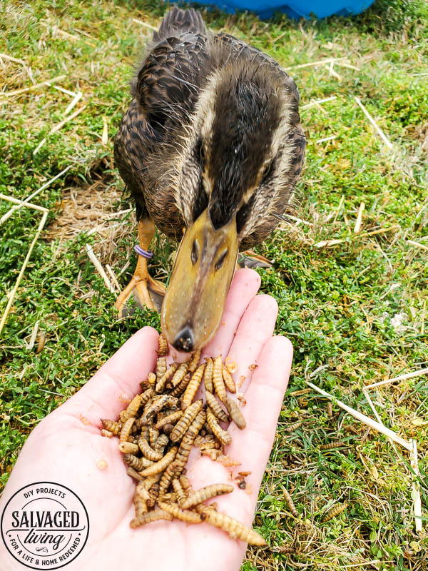 We got ducks and they have the perfect French lady duck names. Come and meet our backyard flock of ducks! #backyardducks #ducklings #frenchnames