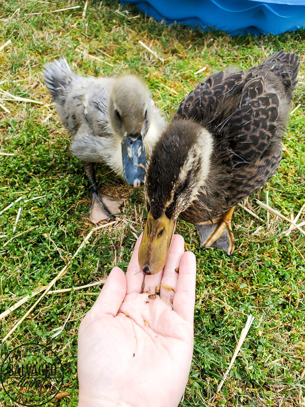 We got ducks and they have the perfect French lady duck names. Come and meet our backyard flock of ducks! #backyardducks #ducklings #frenchnames