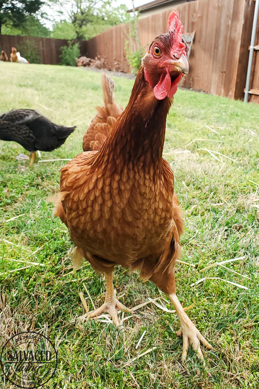 We got ducks and they have the perfect French lady duck names. Come and meet our backyard flock of ducks! #backyardducks #ducklings #frenchnames