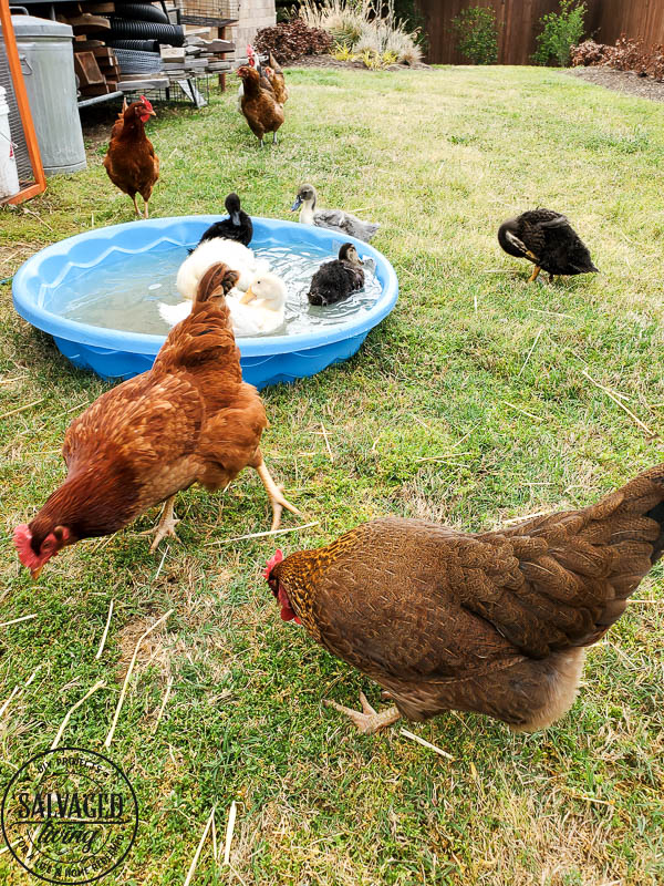 We got ducks and they have the perfect French lady duck names. Come and meet our backyard flock of ducks! #backyardducks #ducklings #frenchnames