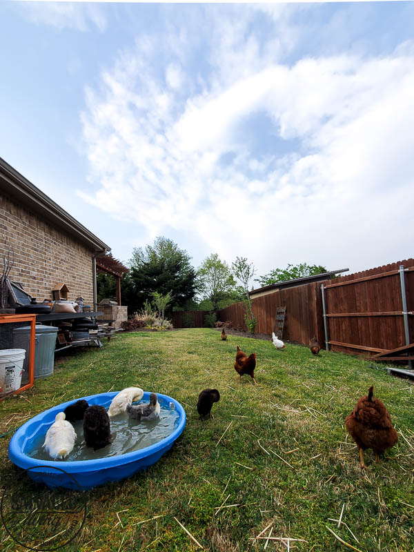 We got ducks and they have the perfect French lady duck names. Come and meet our backyard flock of ducks! #backyardducks #ducklings #frenchnames