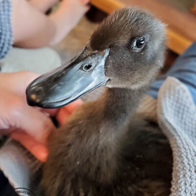 We Got Ducks!