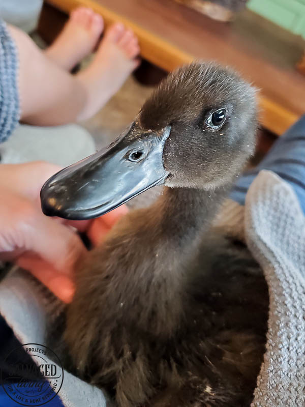 We got ducks and they have the perfect French lady duck names. Come and meet our backyard flock of ducks! #backyardducks #ducklings #frenchnames