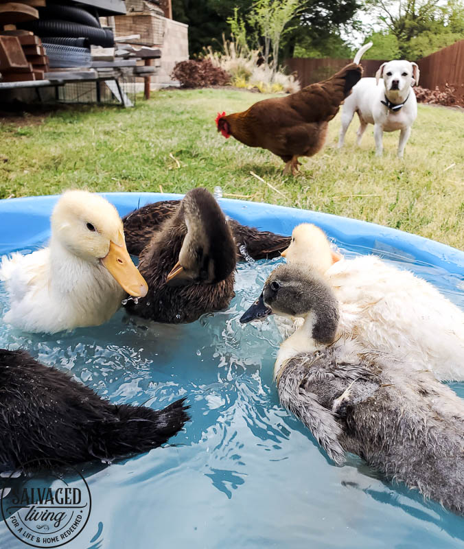 We got ducks and they have the perfect French lady duck names. Come and meet our backyard flock of ducks! #backyardducks #ducklings #frenchnames