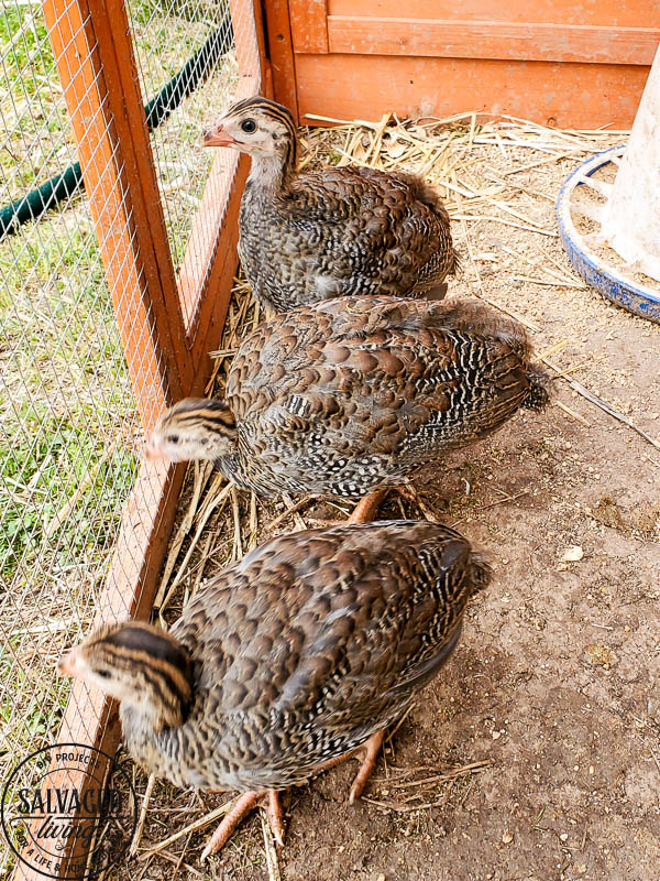 We got ducks and they have the perfect French lady duck names. Come and meet our backyard flock of ducks! #backyardducks #ducklings #frenchnames