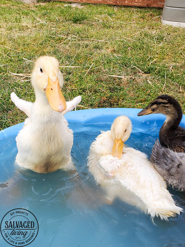 We got ducks and they have the perfect French lady duck names. Come and meet our backyard flock of ducks! #backyardducks #ducklings #frenchnames