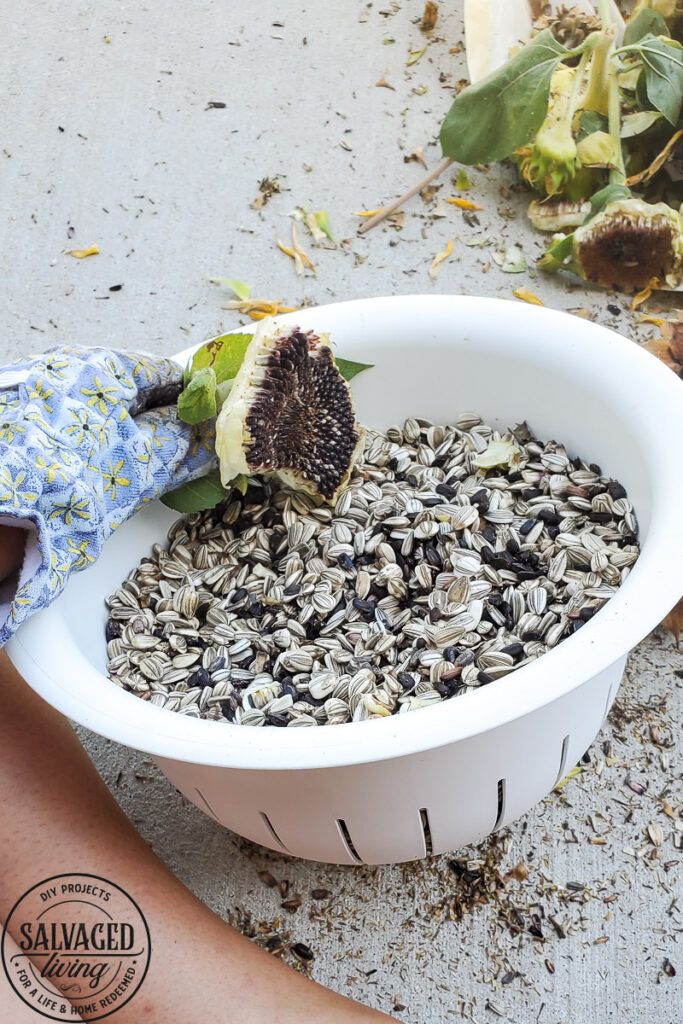 Learn how and when to harvest sunflower seeds from the flower. This tutorial will help you know when a sunflower is ready to give seeds. Plus how to store sunflower seeds for the next season and how to get seeds from your own sunflower garden! #gardentips #sunflwoerseeds #seedharvest