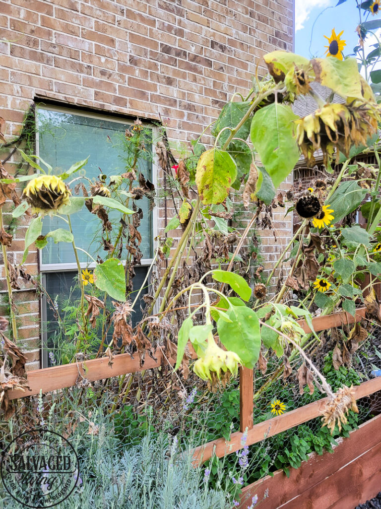 Learn how and when to harvest sunflower seeds from the flower. This tutorial will help you know when a sunflower is ready to give seeds. Plus how to store sunflower seeds for the next season and how to get seeds from your own sunflower garden! #gardentips #sunflwoerseeds #seedharvest