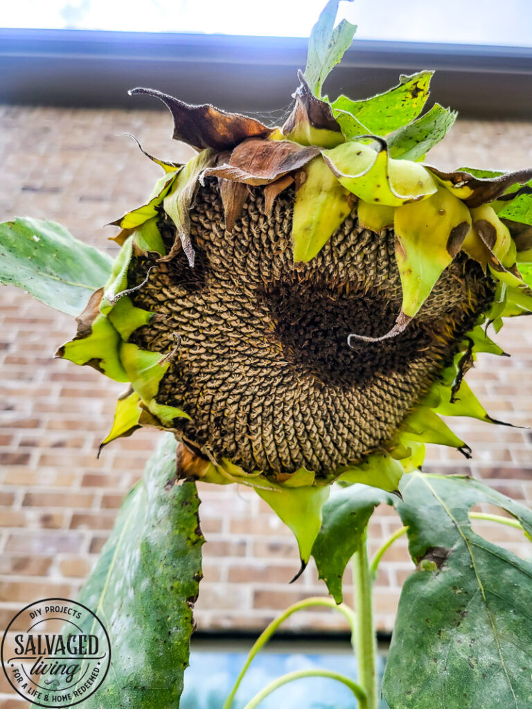 Learn how and when to harvest sunflower seeds from the flower. This tutorial will help you know when a sunflower is ready to give seeds. Plus how to store sunflower seeds for the next season and how to get seeds from your own sunflower garden! #gardentips #sunflwoerseeds #seedharvest