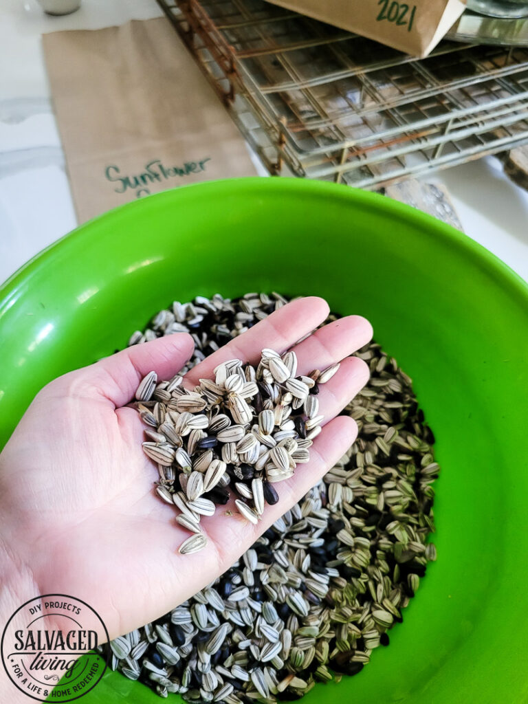 Learn how and when to harvest sunflower seeds from the flower. This tutorial will help you know when a sunflower is ready to give seeds. Plus how to store sunflower seeds for the next season and how to get seeds from your own sunflower garden! #gardentips #sunflwoerseeds #seedharvest