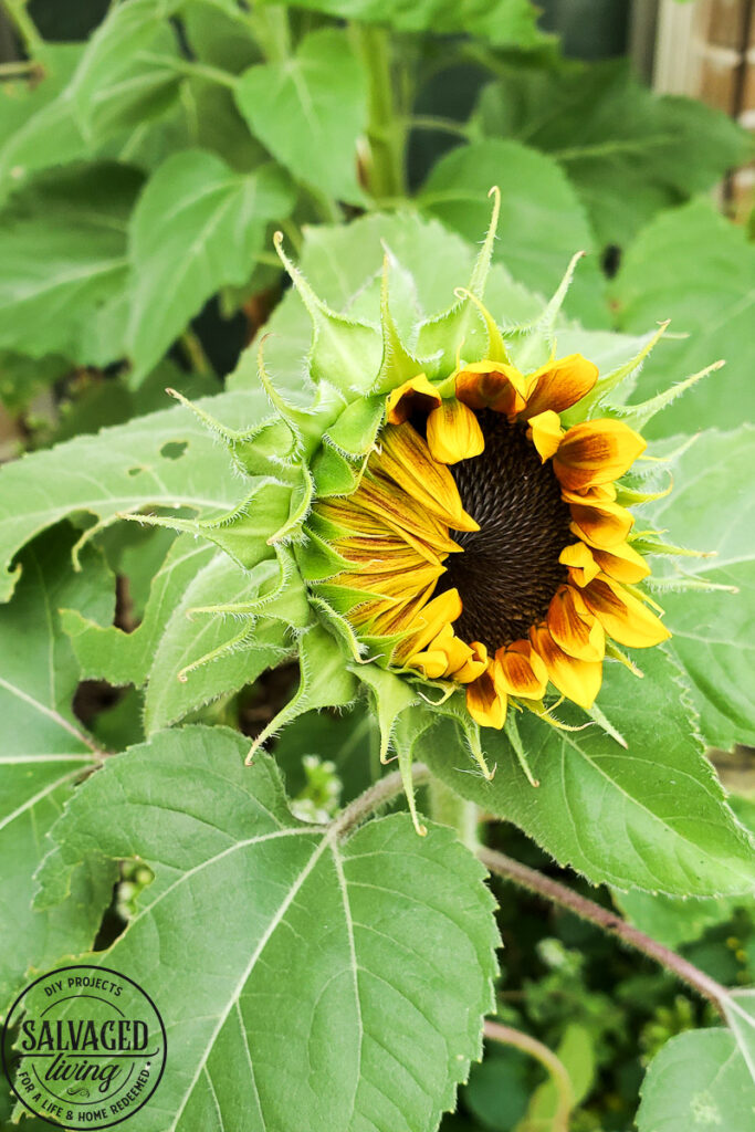 Learn how and when to harvest sunflower seeds from the flower. This tutorial will help you know when a sunflower is ready to give seeds. Plus how to store sunflower seeds for the next season and how to get seeds from your own sunflower garden! #gardentips #sunflwoerseeds #seedharvest