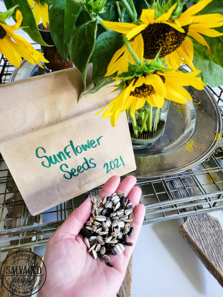 how to store sunflower seeds for planting