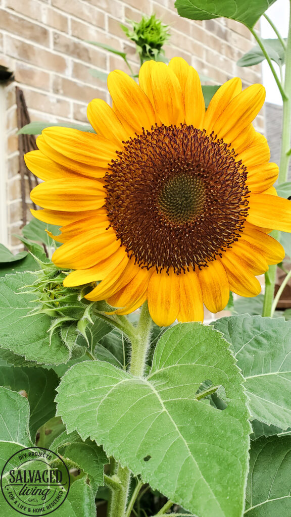 Learn how and when to harvest sunflower seeds from the flower. This tutorial will help you know when a sunflower is ready to give seeds. Plus how to store sunflower seeds for the next season and how to get seeds from your own sunflower garden! #gardentips #sunflwoerseeds #seedharvest