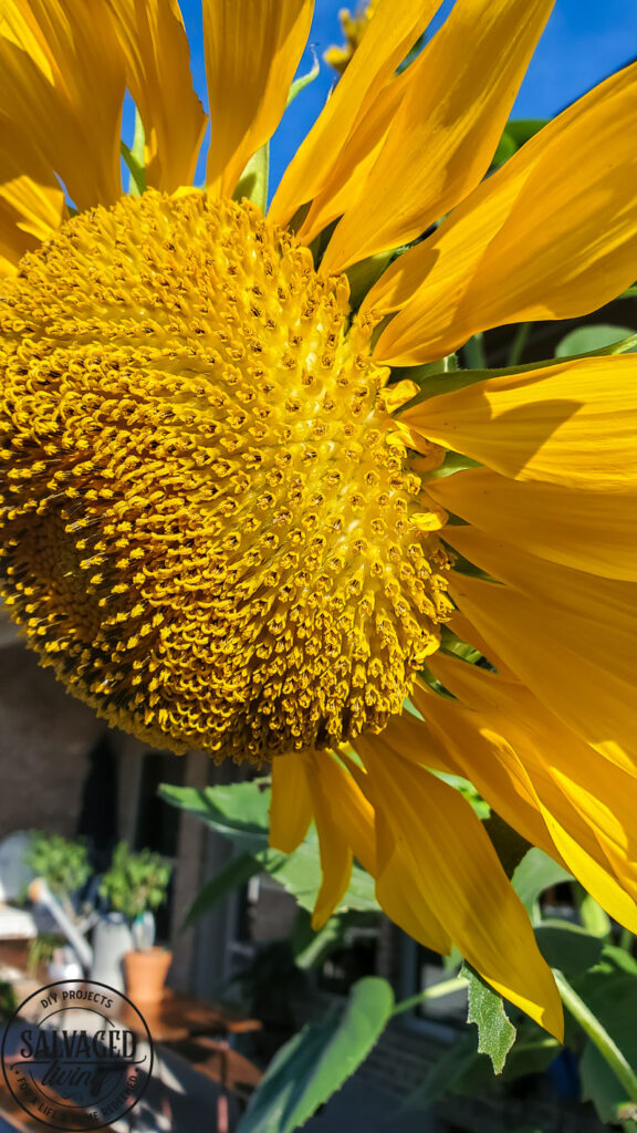 Learn how and when to harvest sunflower seeds from the flower. This tutorial will help you know when a sunflower is ready to give seeds. Plus how to store sunflower seeds for the next season and how to get seeds from your own sunflower garden! #gardentips #sunflwoerseeds #seedharvest