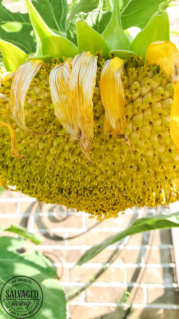 Learn how and when to harvest sunflower seeds from the flower. This tutorial will help you know when a sunflower is ready to give seeds. Plus how to store sunflower seeds for the next season and how to get seeds from your own sunflower garden! #gardentips #sunflwoerseeds #seedharvest