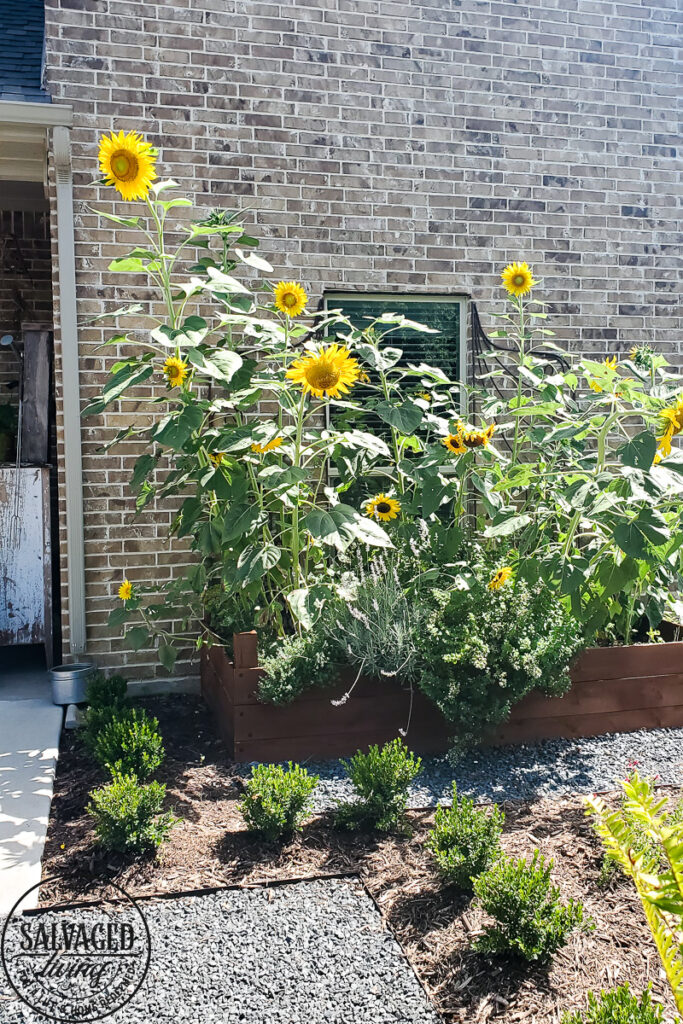 Learn how and when to harvest sunflower seeds from the flower. This tutorial will help you know when a sunflower is ready to give seeds. Plus how to store sunflower seeds for the next season and how to get seeds from your own sunflower garden! #gardentips #sunflwoerseeds #seedharvest