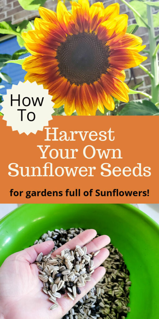 Learn how and when to harvest sunflower seeds from the flower. This tutorial will help you know when a sunflower is ready to give seeds. Plus how to store sunflower seeds for the next season and how to get seeds from your own sunflower garden! #gardentips #sunflwoerseeds #seedharvest