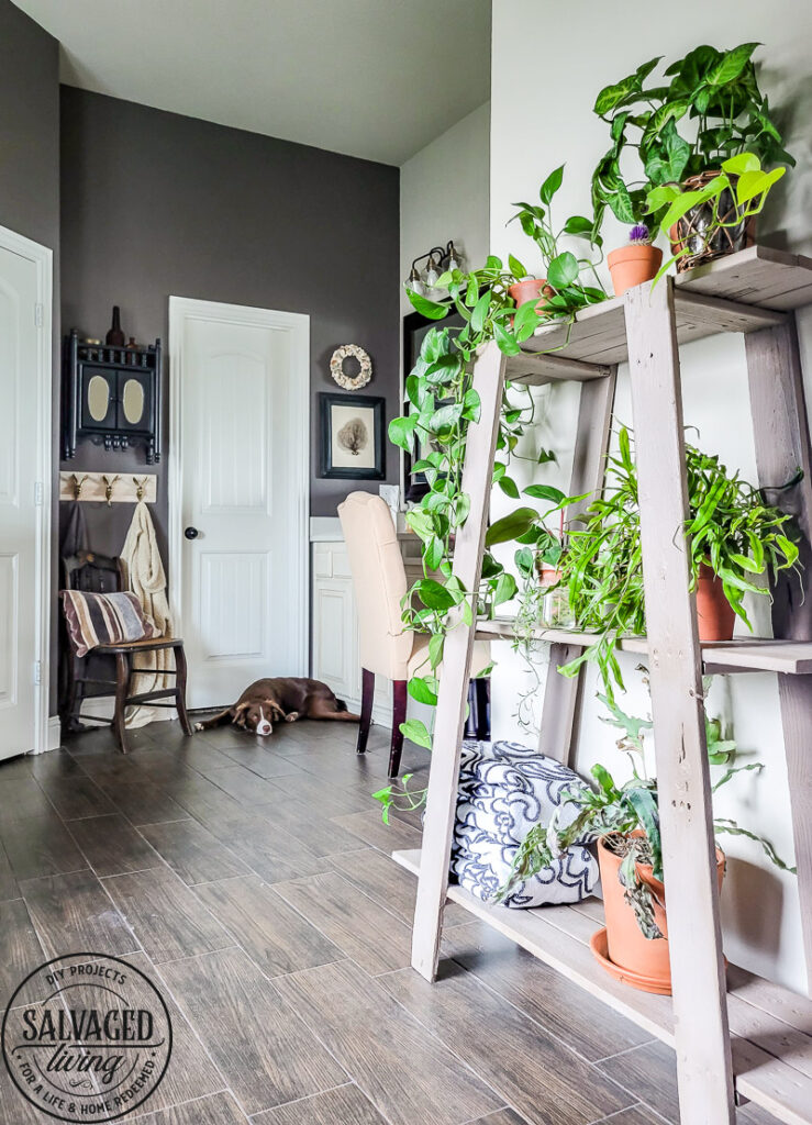 Found this shelf at a garage sale and turned it into a stunning plant shelf for my bathroom. This thrifted shelf makeover is proof good bones are all you need to turn trash to treasure! #paintedfurniture #thriftedmakeover #plantstand #plantlady