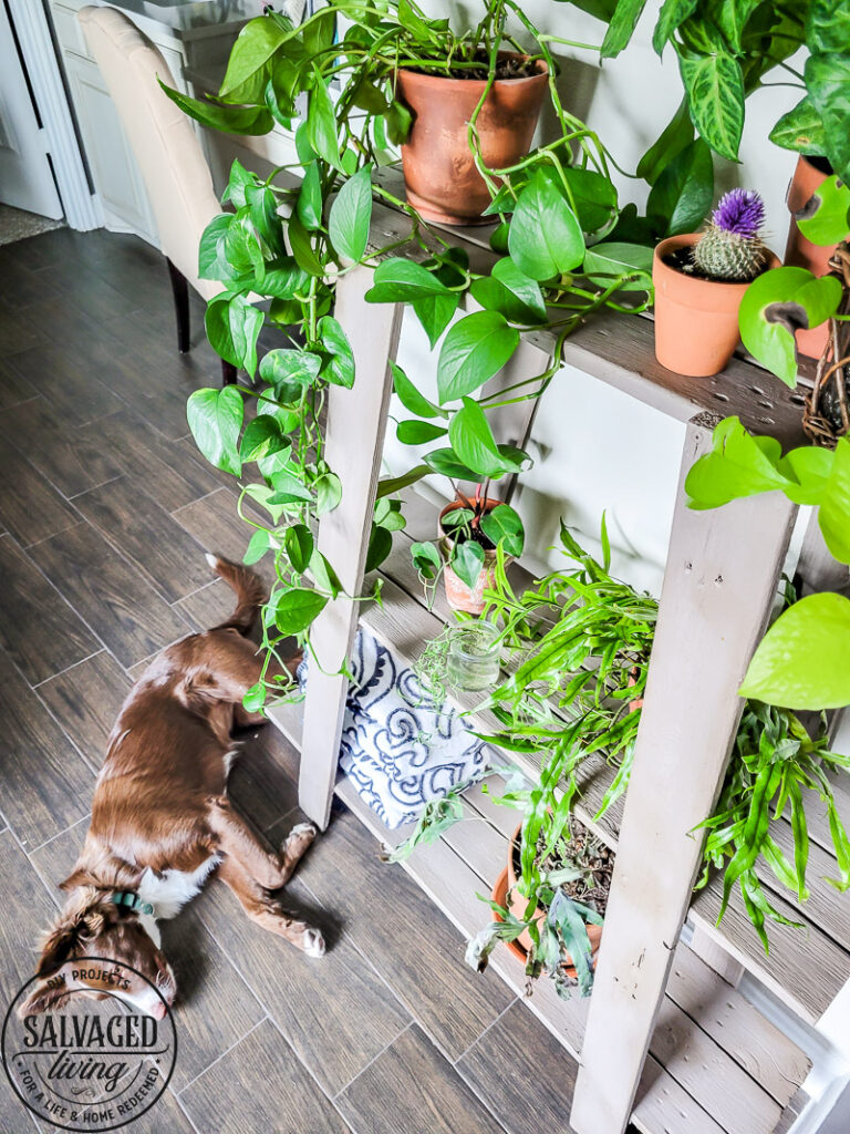 Found this shelf at a garage sale and turned it into a stunning plant shelf for my bathroom. This thrifted shelf makeover is proof good bones are all you need to turn trash to treasure! #paintedfurniture #thriftedmakeover #plantstand #plantlady