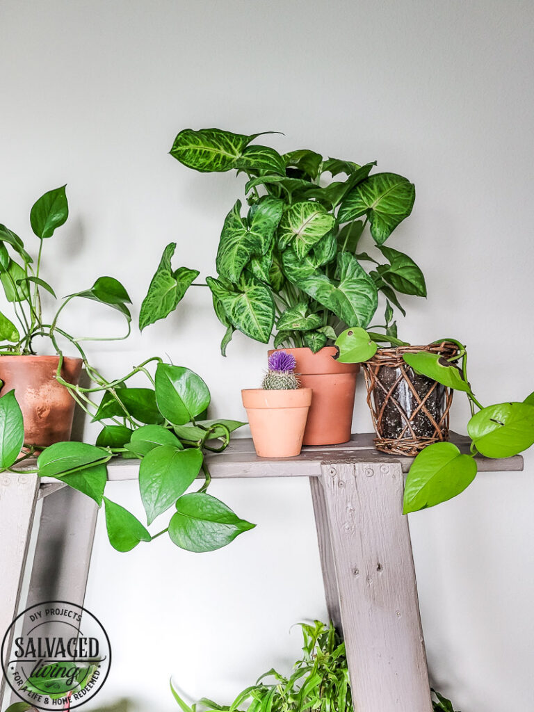 Found this shelf at a garage sale and turned it into a stunning plant shelf for my bathroom. This thrifted shelf makeover is proof good bones are all you need to turn trash to treasure! #paintedfurniture #thriftedmakeover #plantstand #plantlady