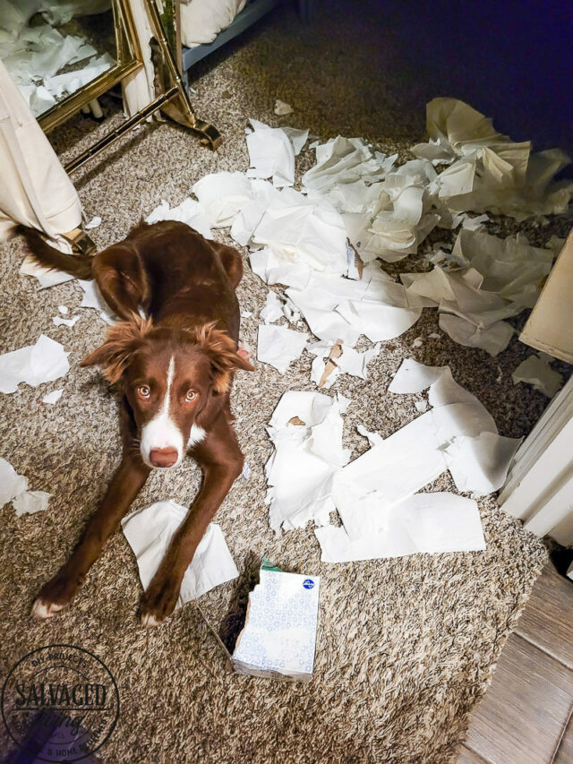 TIPS AND TRICKS TO GET YOUR DOG TO STOP CHEWING