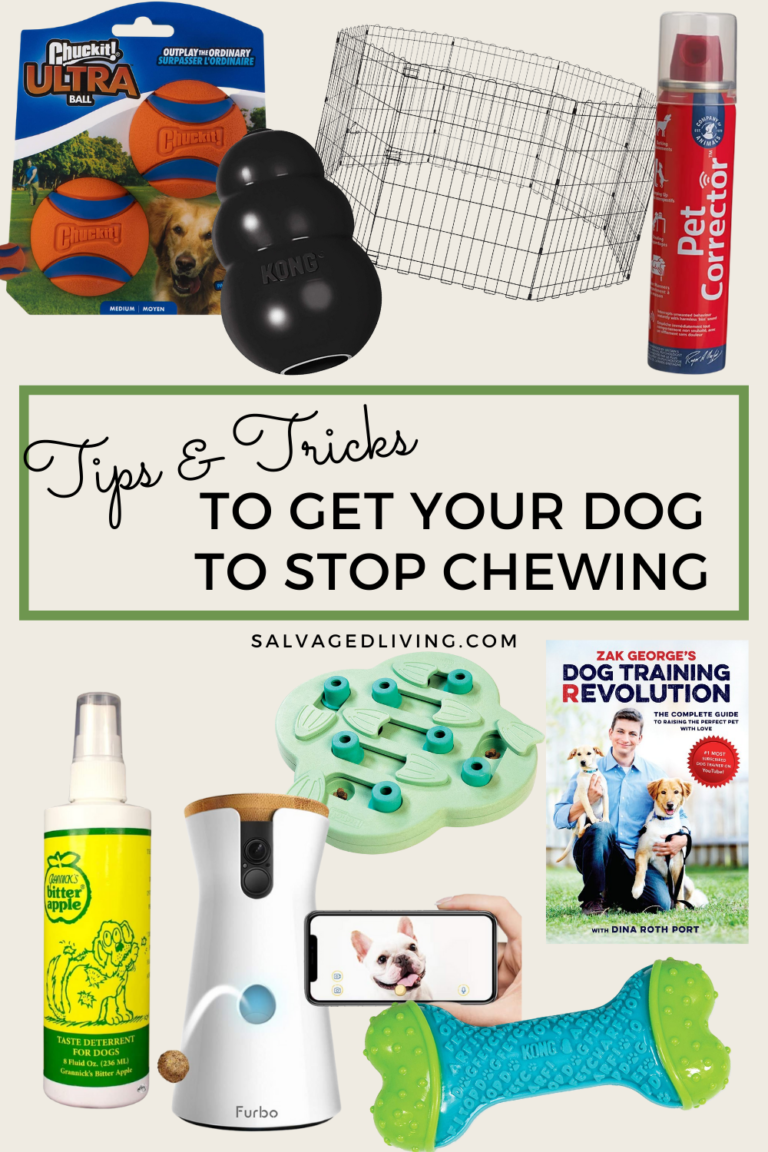 How To Get Your Dog To Stop Chewing