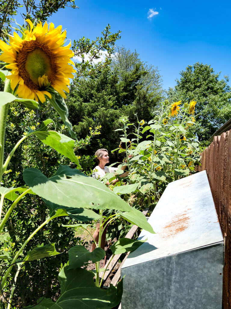 cutting sunflowers