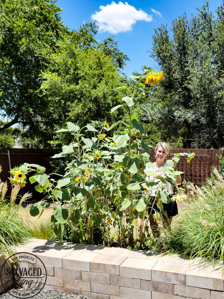 more sunflowers and me