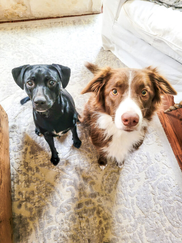 Stop Your Pets From Scratching The Door